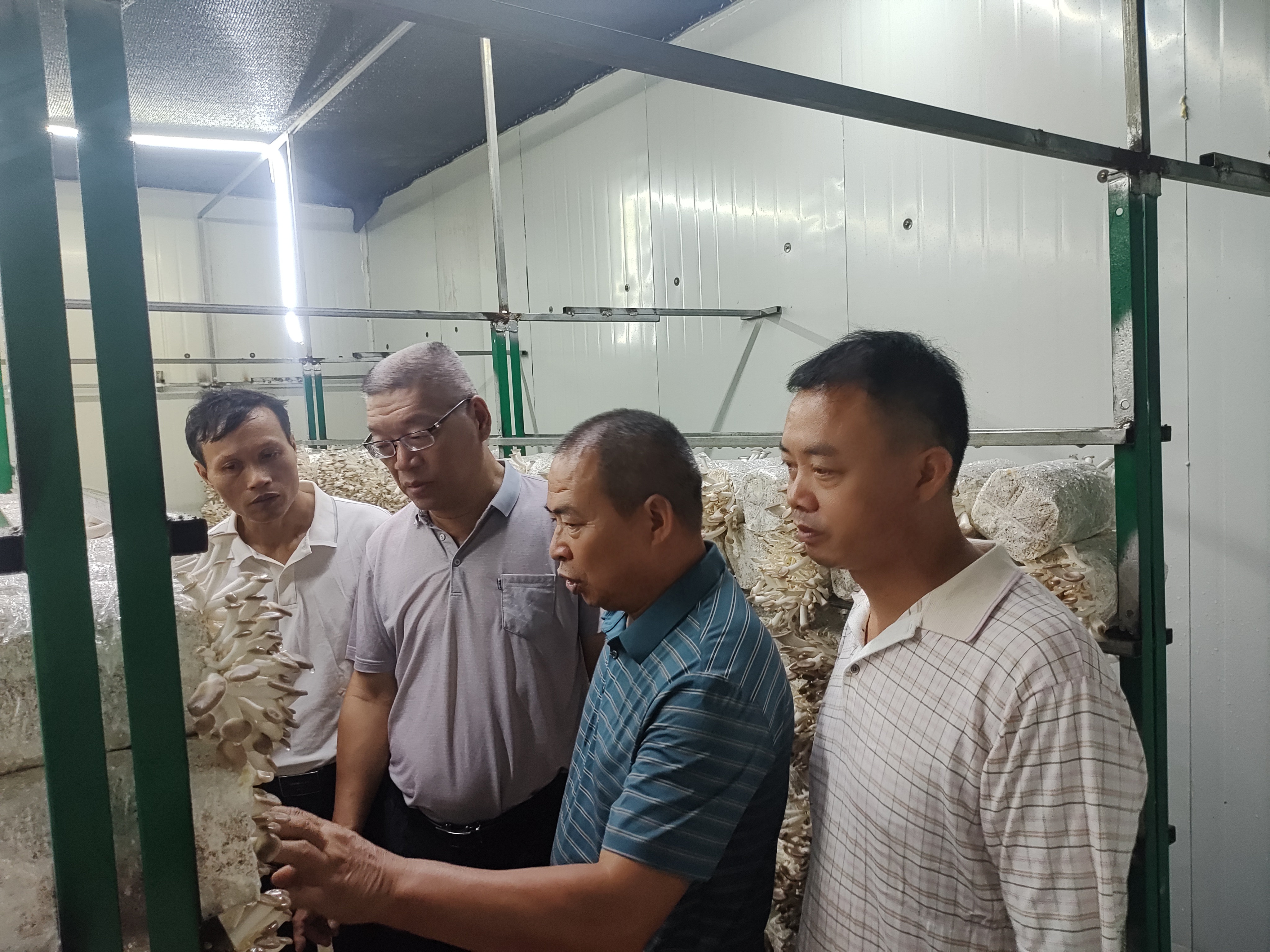 图一 在灵川金溶公司查看秀珍菇菌包接种养菌情况.jpg