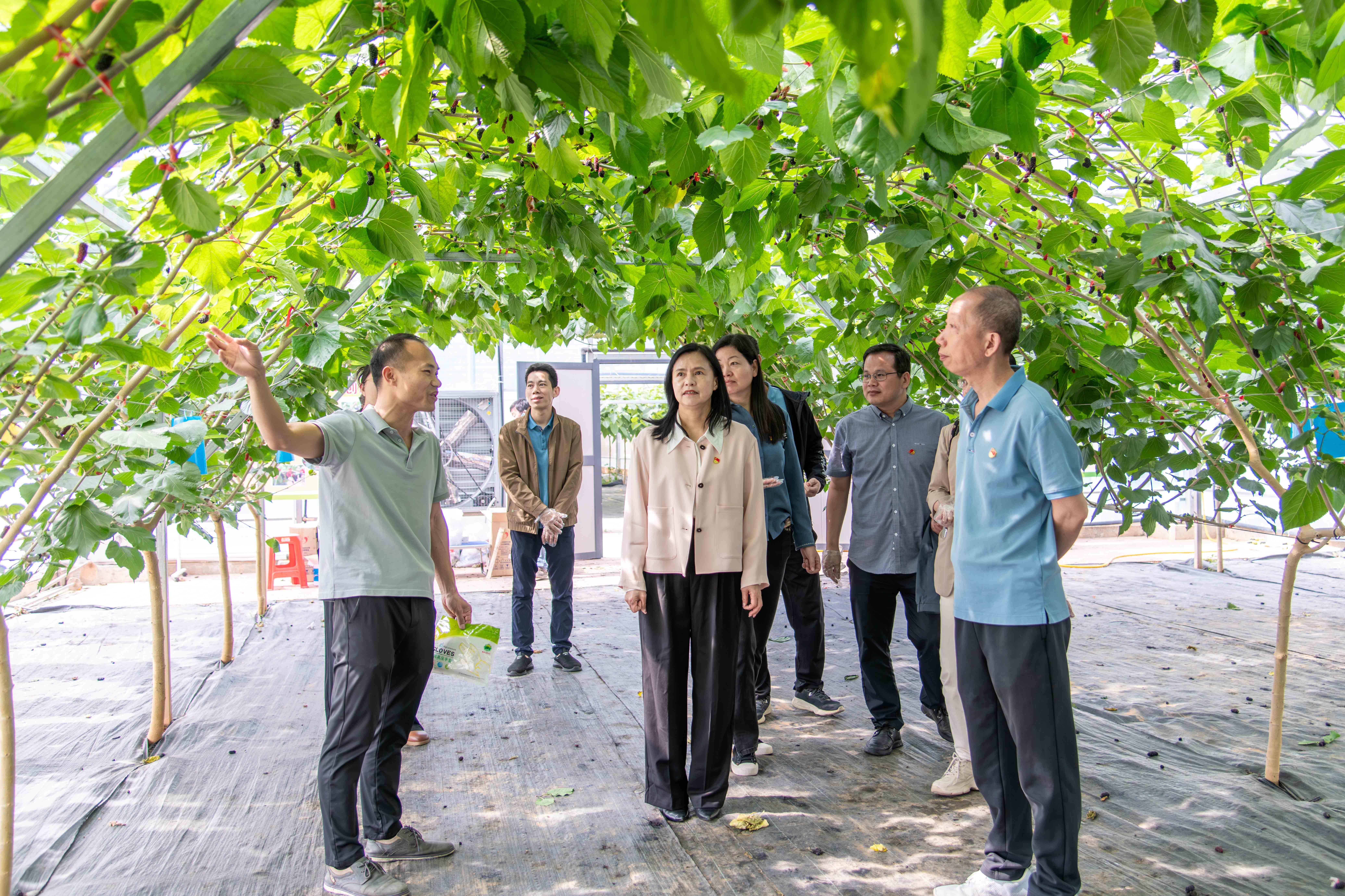 参观果桑农旅融合高效发展新模式示范大棚.jpg