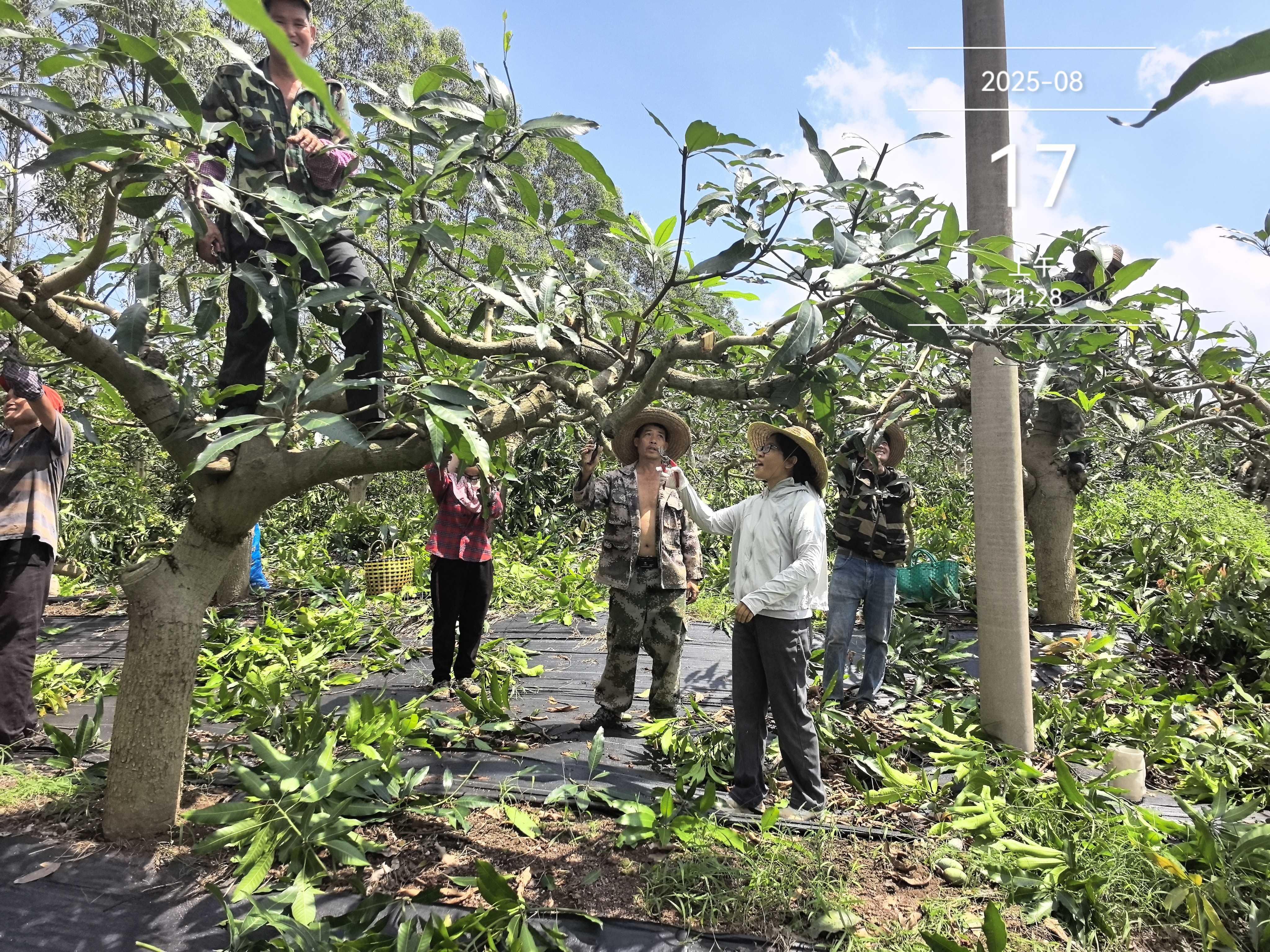 图1 桂南站专家在南宁市良庆区那陈镇指导修剪.jpg